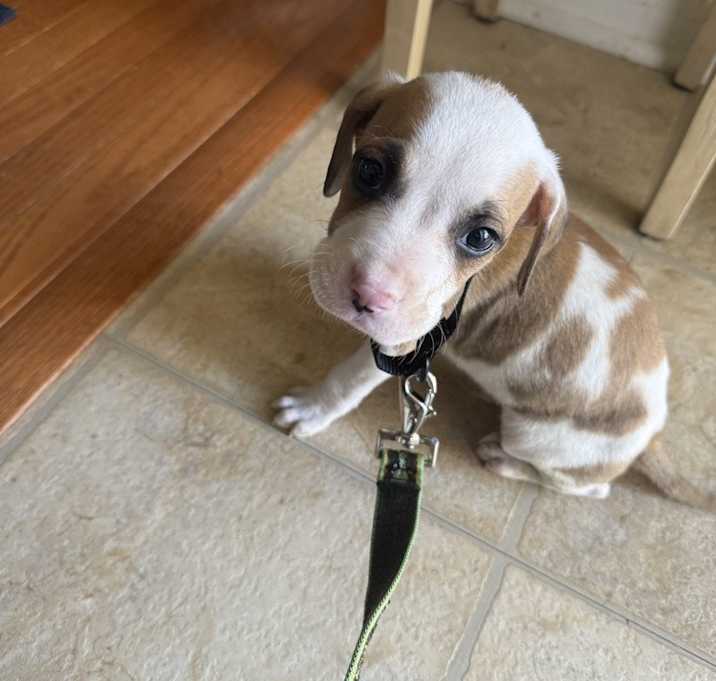 Photo of Capricornus