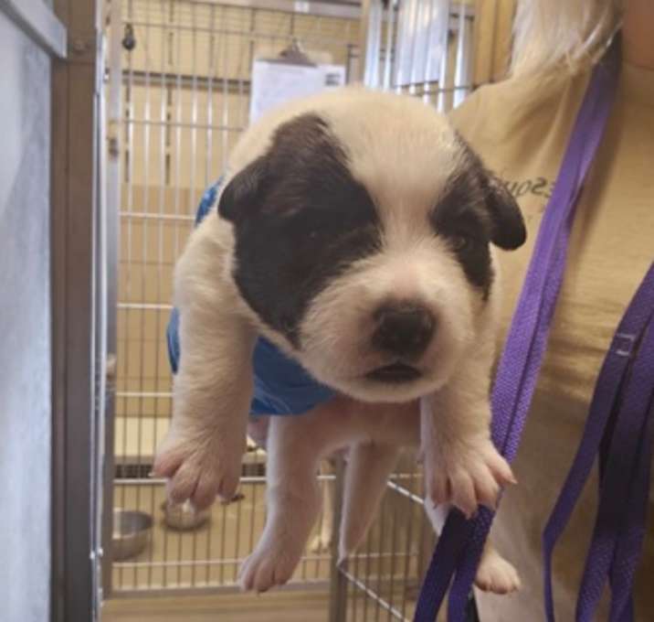 Photo of Taylor Smurf