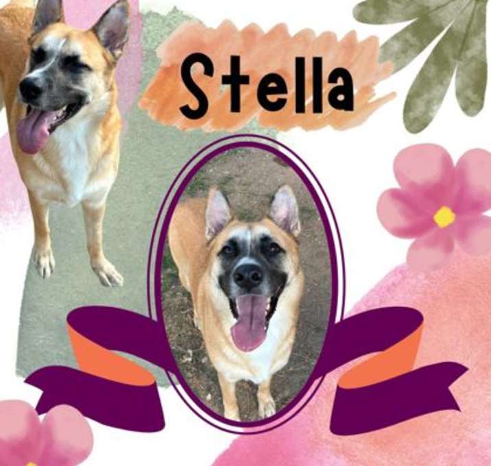 Photo of Stella