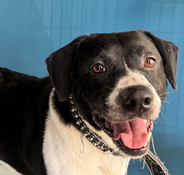 Photo of Oreo Cookie