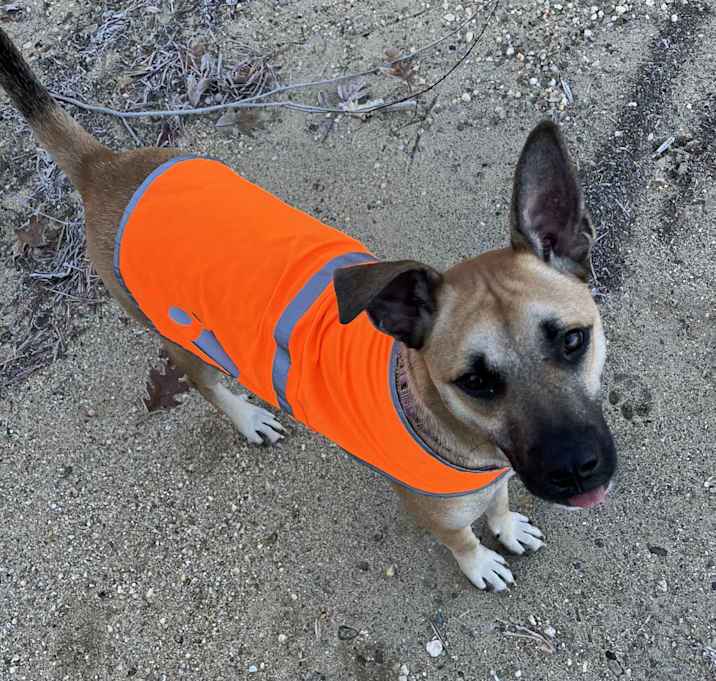 Photo of Scout ~ meet me!