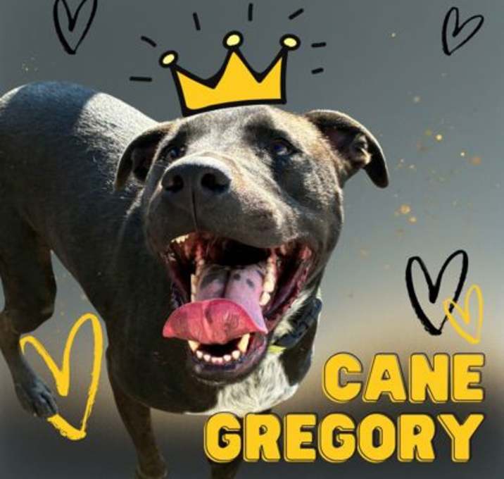 Photo of Cane Gregory