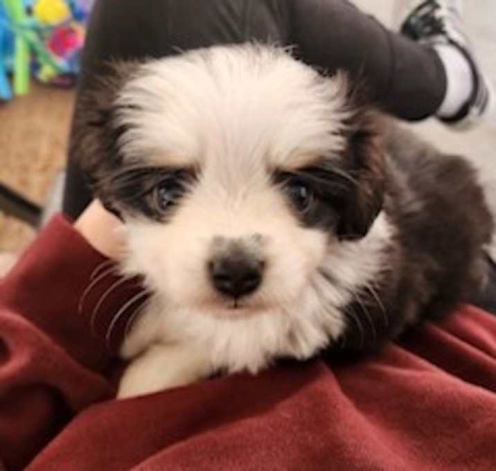 Photo of Maylee Pup: Panda