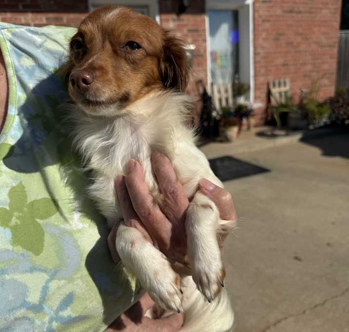 Photo of Whimzy Winslo-adoption pending