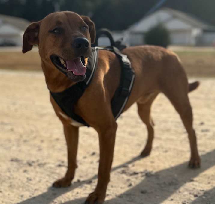 Photo of Hunter 8861