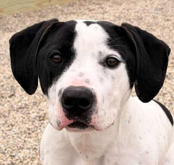 Photo of Tango - Name Your Own Adoption Fee!