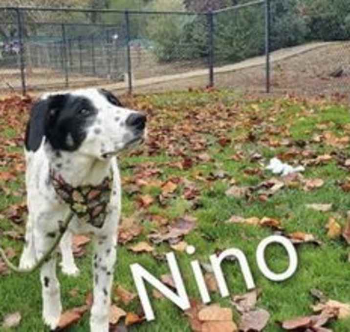 Photo of NINO