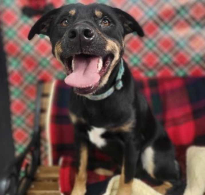 Photo of Noodle Mcdoodle