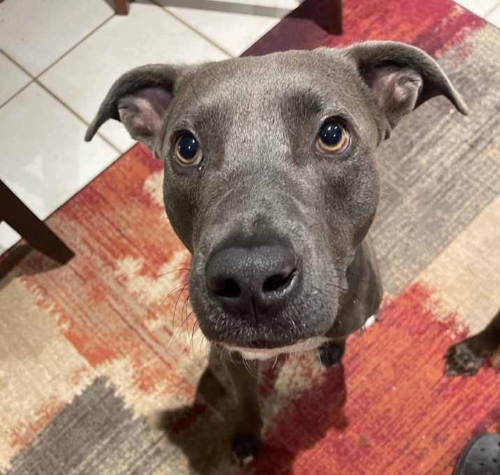 Photo of Chick N Biscuit 