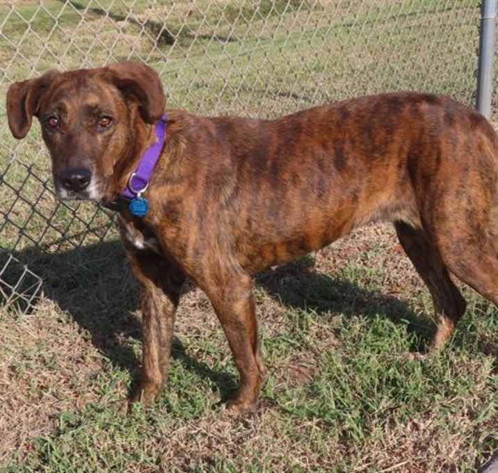 Photo of CHILI PEPPER