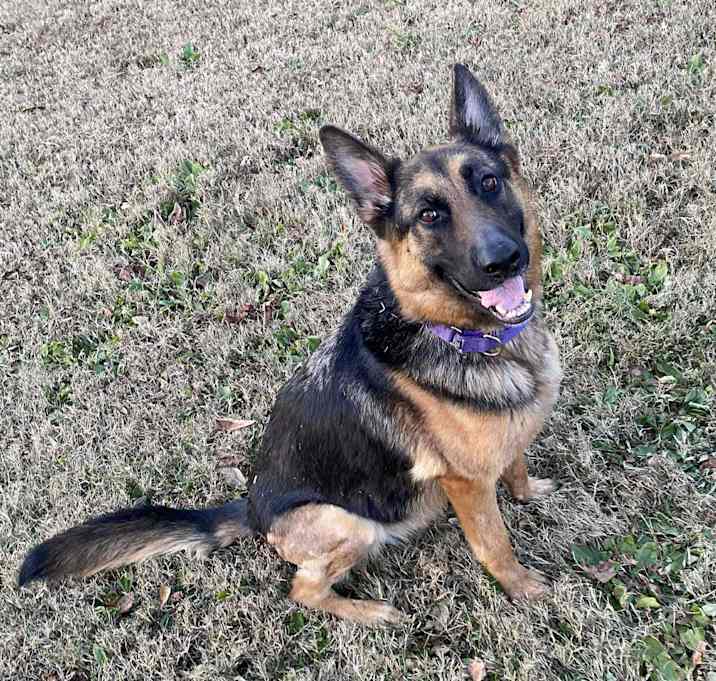 Photo of Naomi (CAT TOLERANT)