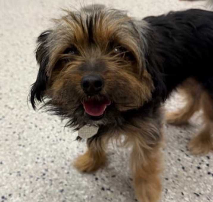 Photo of *BROWNIE TRUFFLE