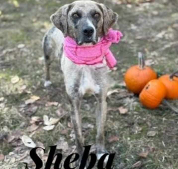 Photo of Sheba 34047