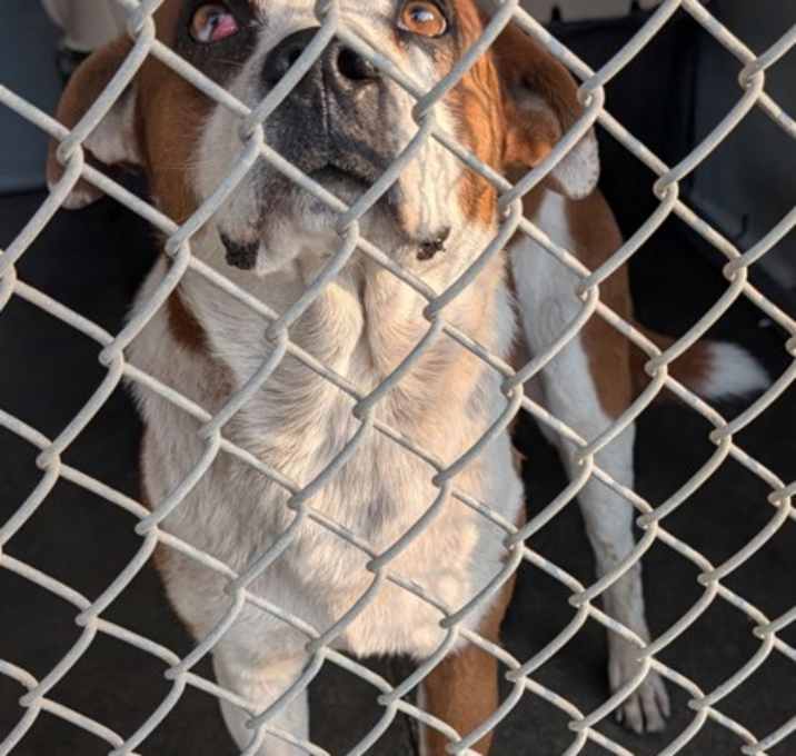 Photo of Sweet Potato Pie