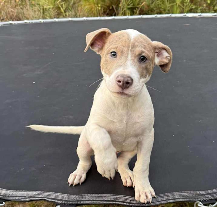 Photo of Neptune (Space)