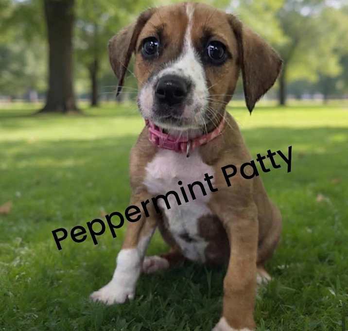 Photo of Peppermint Patty (Light Pink Collar)