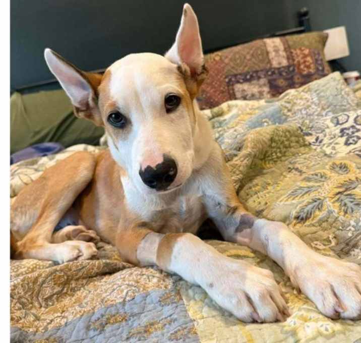 Photo of Texas County Pups: Floyd (CP)