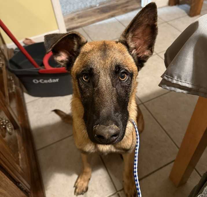 Photo of Jaxson - Located in GA