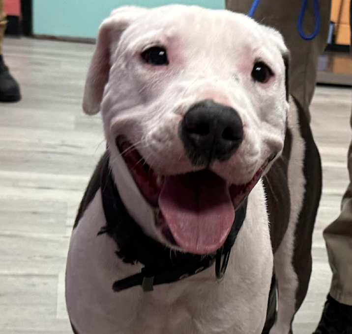 Photo of CHANCE/URGENT