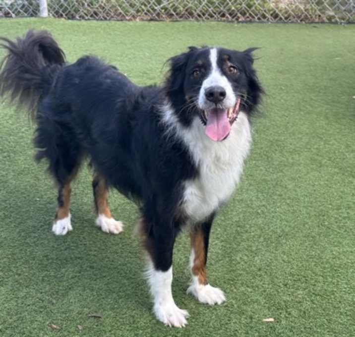 Photo of Jett (Cocoa)