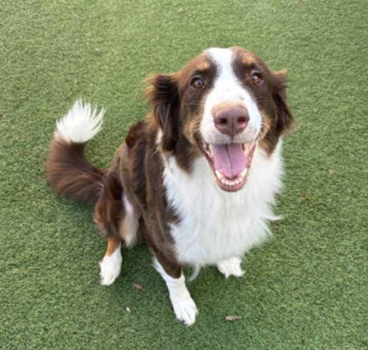 Photo of Ariya (Cocoa)