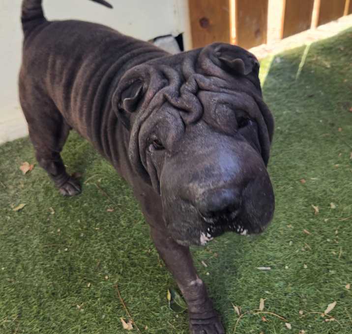 Photo of Sharpie JuM