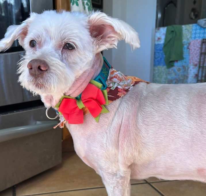 Photo of Popcorn prev Mellow SP