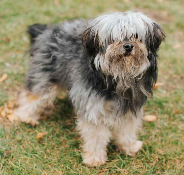 Photo of Captain Sniffles