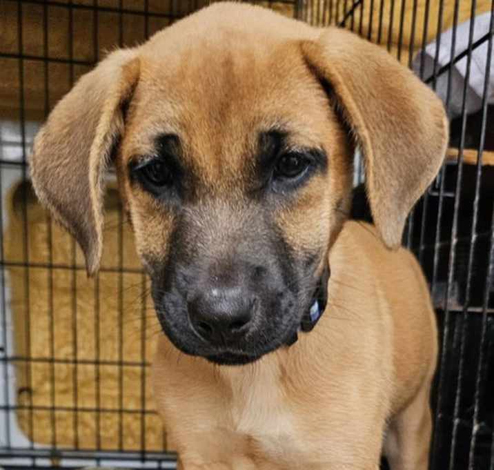 Photo of PUPPY TOPAZ