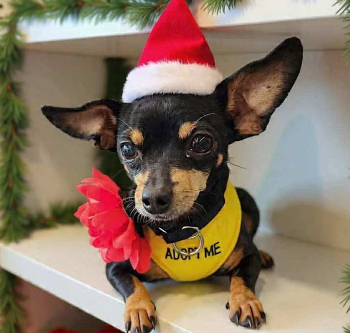 Photo of Ms. Bella - Adoption Pending