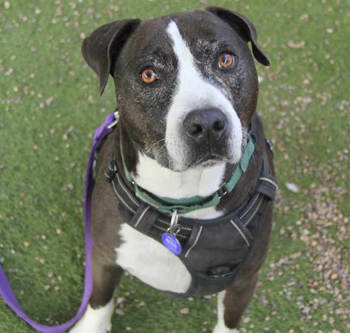 Photo of Charlie Boy