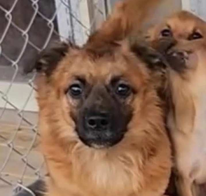 Photo of Chunky monkey/ ham