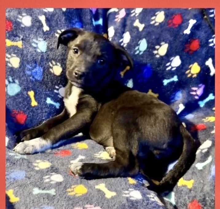 Photo of Jessie adoption pending