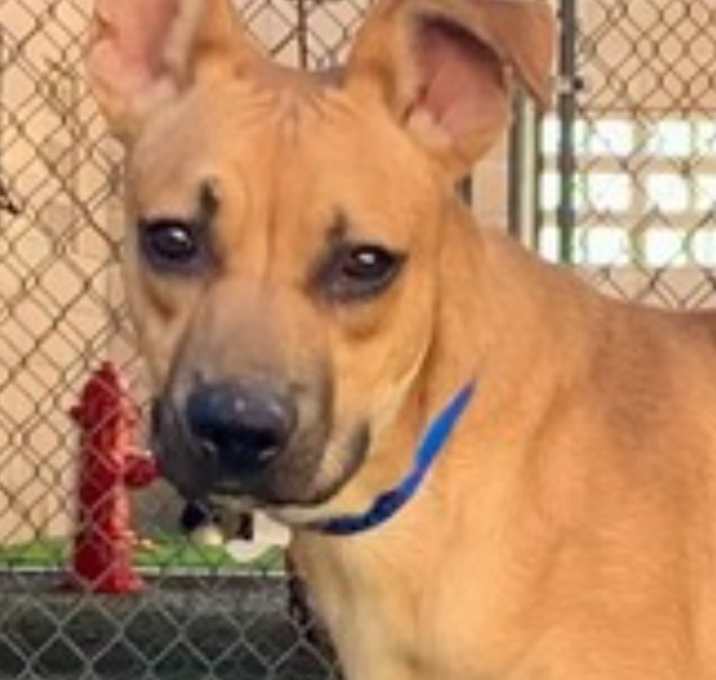 Photo of URGENT PUPPY ON DEADLINE!