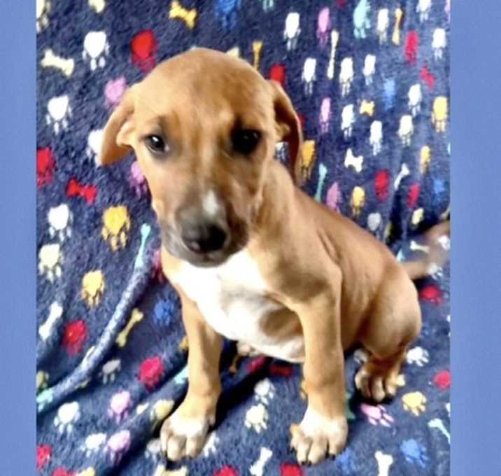 Photo of Fred adoption pending