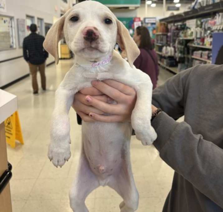 K.K. Slider FKA Grover