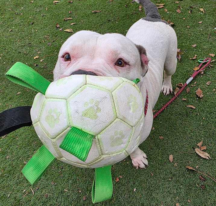 Photo of Atticus JuM