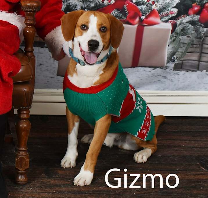 Photo of Gizmo