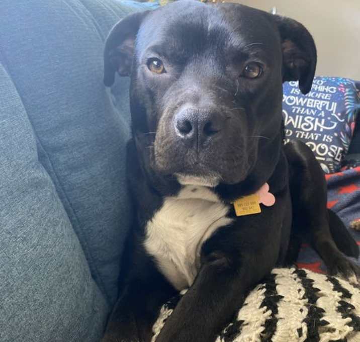 Photo of Jughead - The Goofy Good Boy