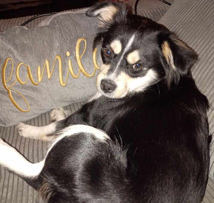 Photo of Gracie and suki