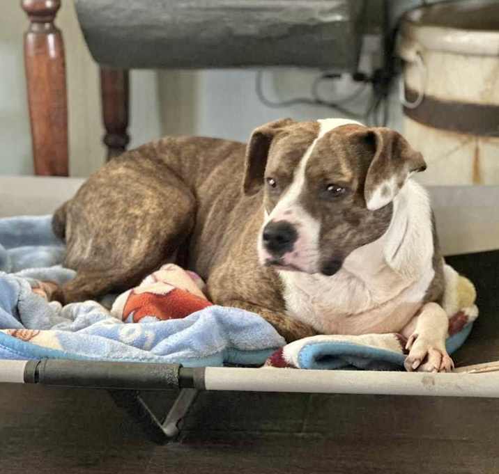 Photo of Bria Adoption Pending