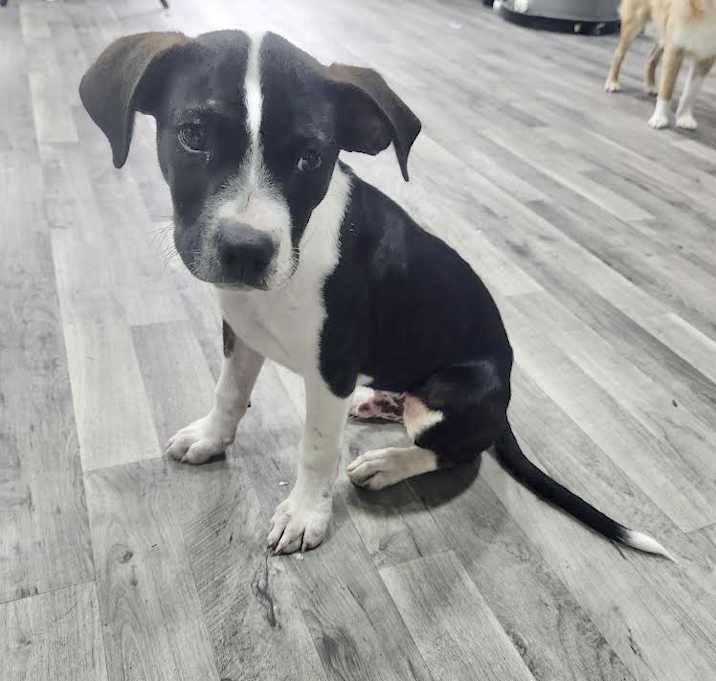 Photo of Leo Adoption Pending