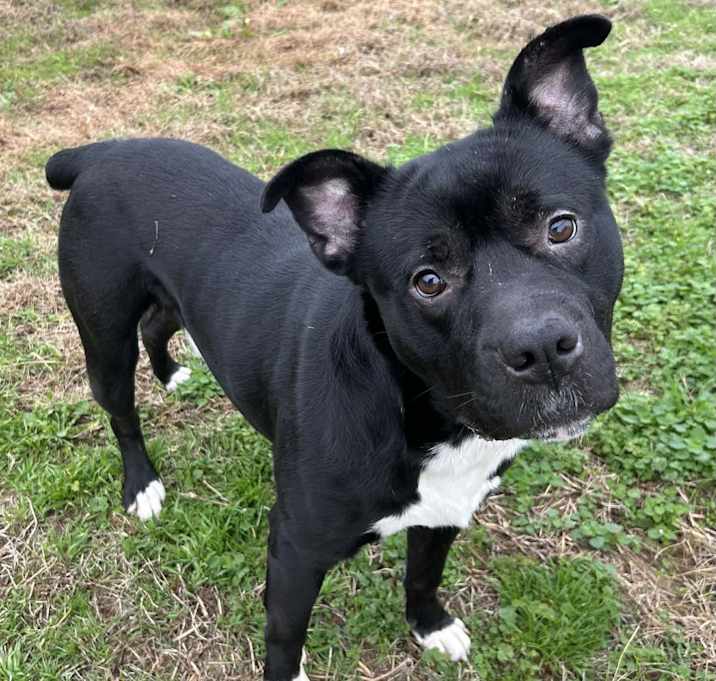 Photo of Bowie ~ meet me!