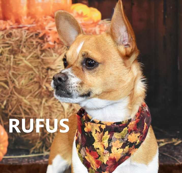 Photo of Rufus/Gus