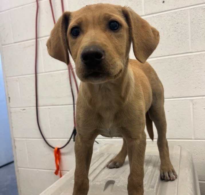 Photo of Fleetwood Mackie - Adoptable Awaiting S/N