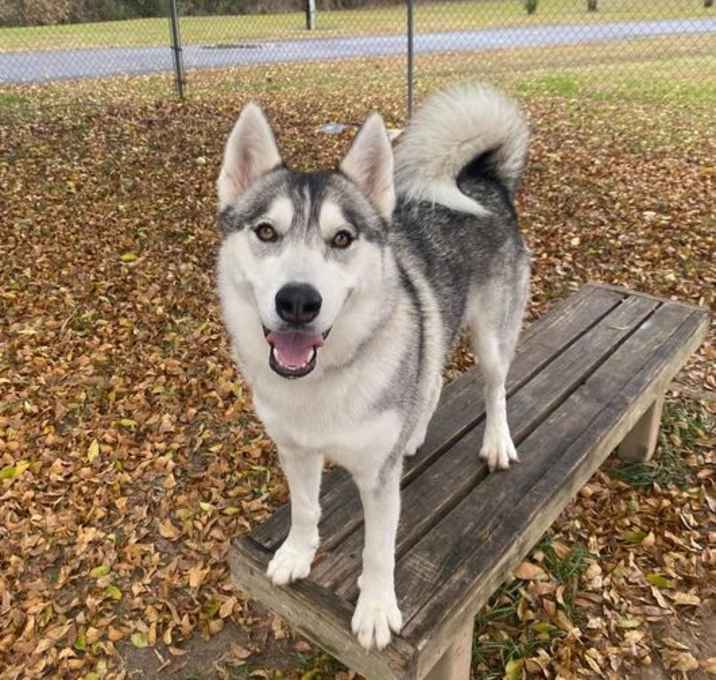 Photo of Daisy Chain