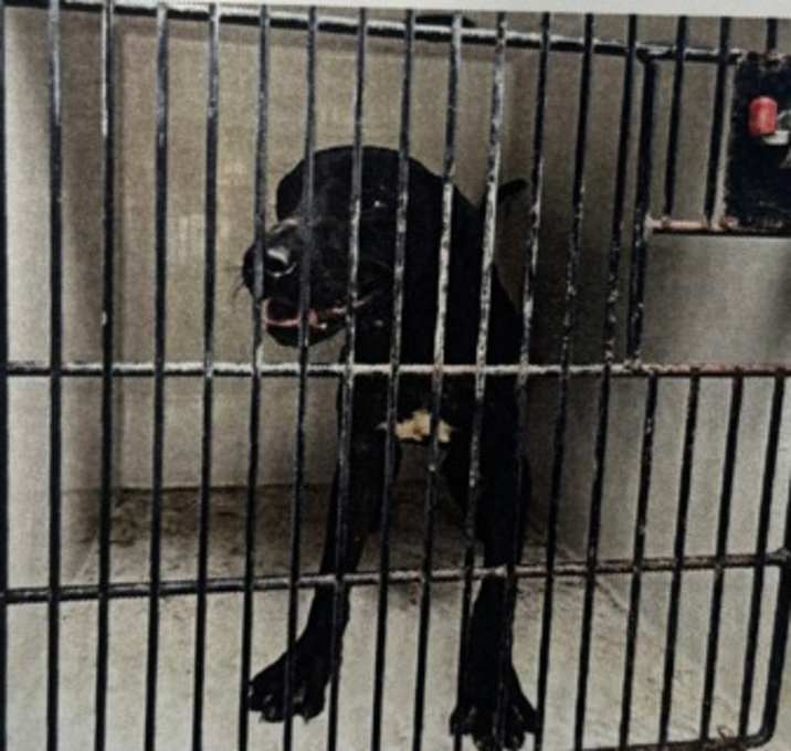 Photo of cosmic-brownie