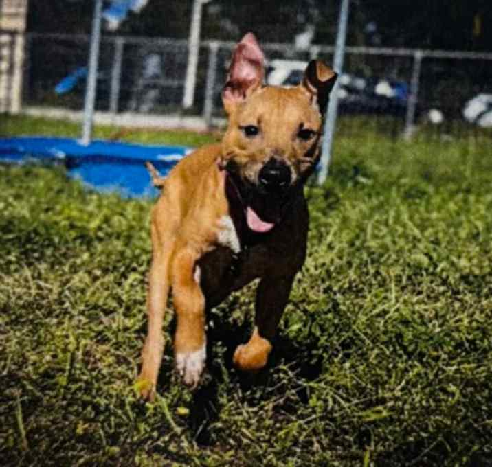 Photo of Oatmeal Raisin