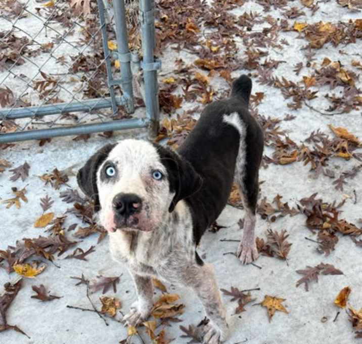 Photo of Jameson 25-D0525