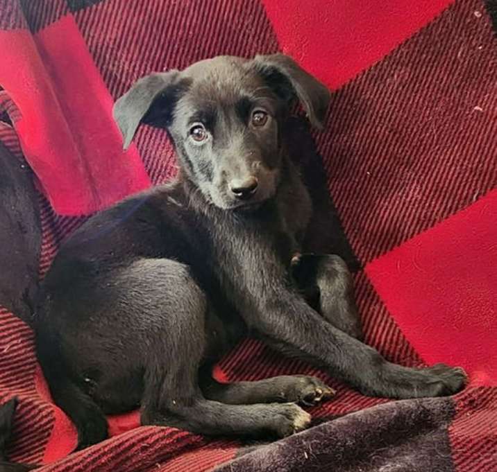 Photo of Trina (NY-Shari)